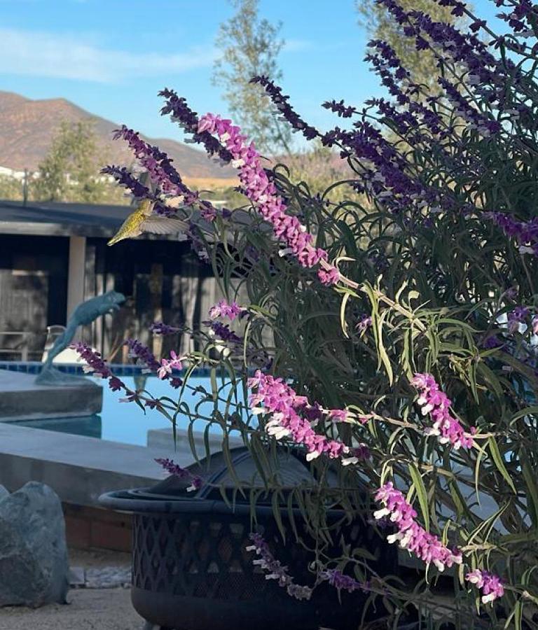 Finca Cazosa Valle de Guadalupe Kültér fotó
